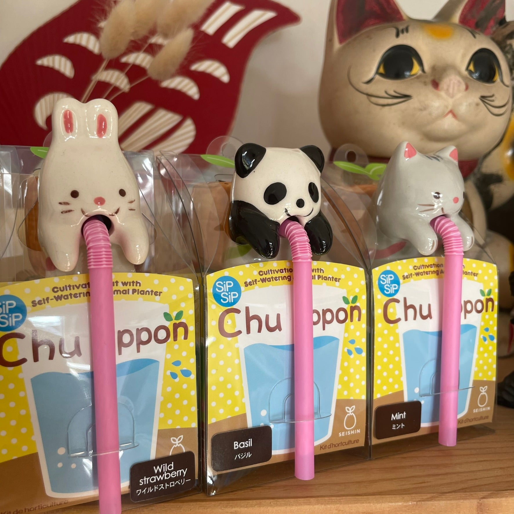 self watering cat plant Chuppon